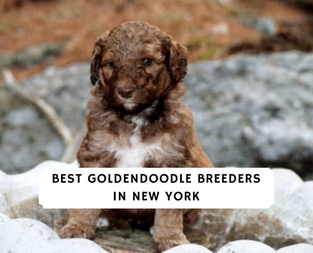 nyc animal breeder