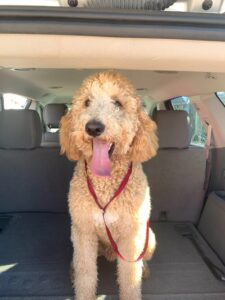 rehoming goldendoodle near me