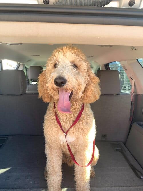 Top 8 Rescue Goldendoodles for Adoption Puppies / Retired We Love