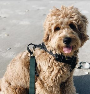 7 Best Goldendoodle Breeders In California 2021 We Love Doodles