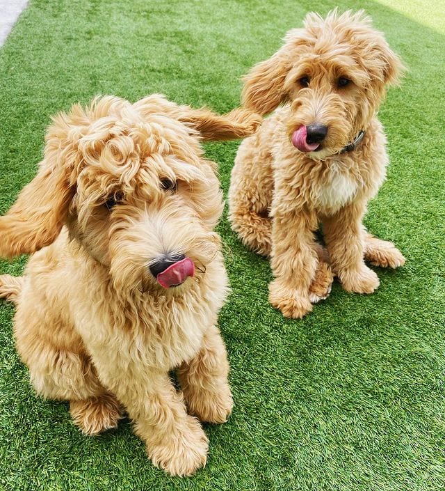 Best 6 Goldendoodle Breeders in Illinois (2023) We Love Doodles