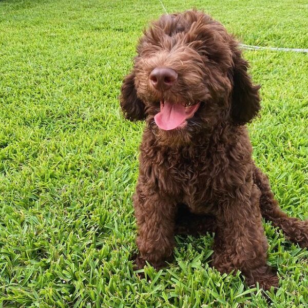 9 Best Goldendoodle Breeders in New York!