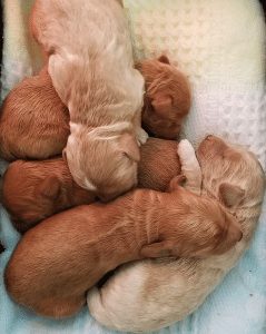 allevatore di cuccioli di Labradoodle di Sierra Vista in California