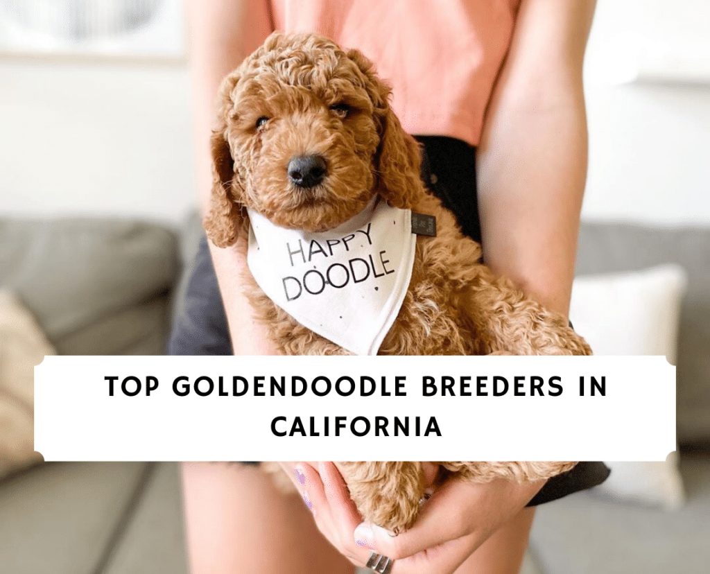 7 Best Goldendoodle Breeders In California 2021 We Love Doodles