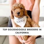 Top-5-Goldendoodle-Breeders-in-California