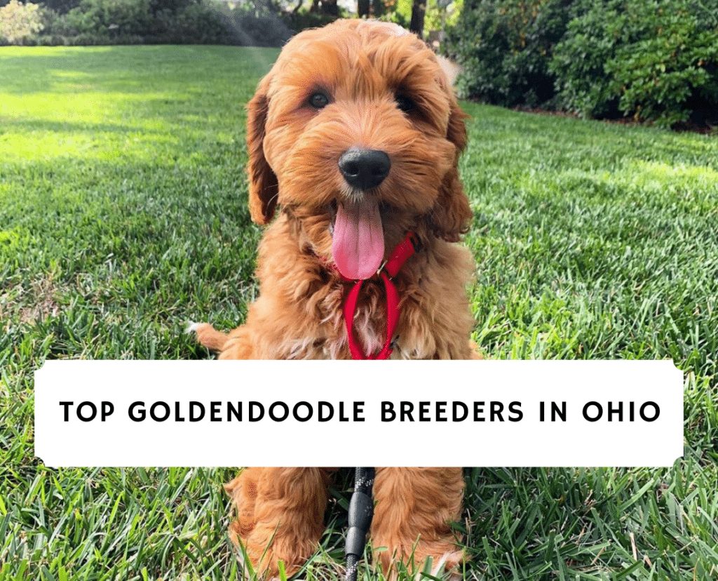 5 Best Goldendoodle Breeders in Ohio (2020) We Love Doodles