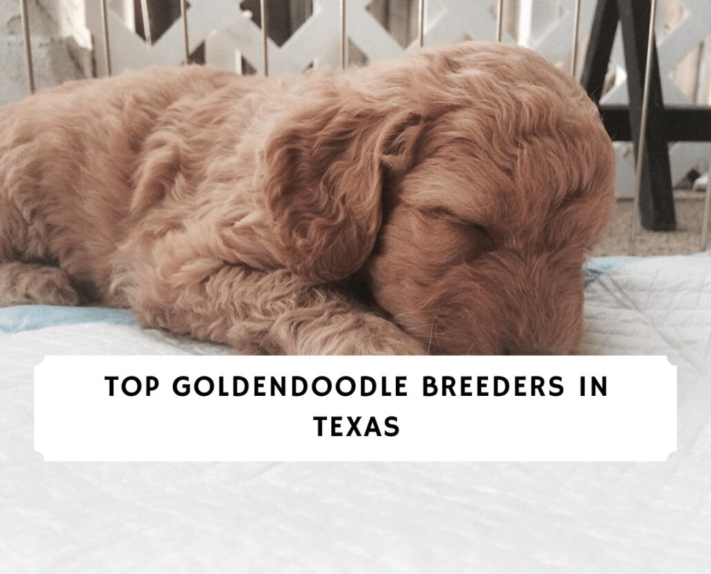 Top Goldendoodle Breeders in texas