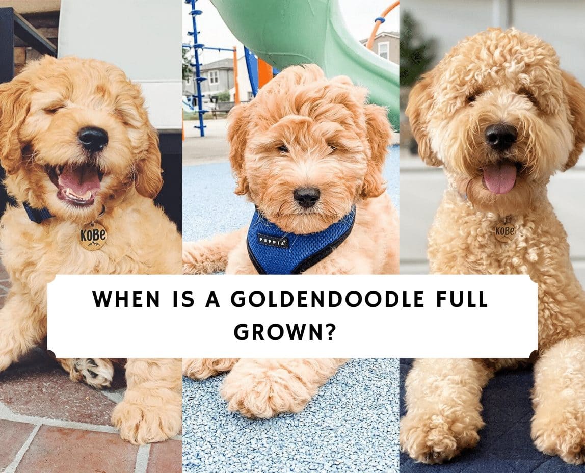 2 month old mini goldendoodle