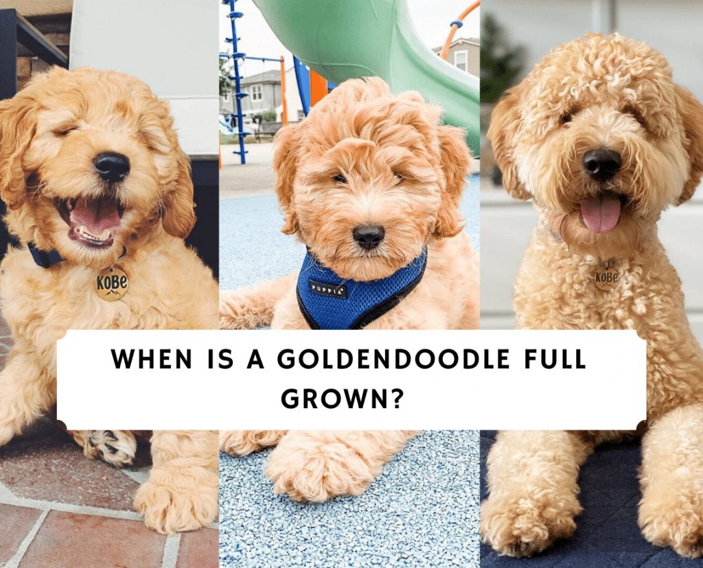 When Is A Goldendoodle Full Grown 2022 We Did The Math We Love Doodles