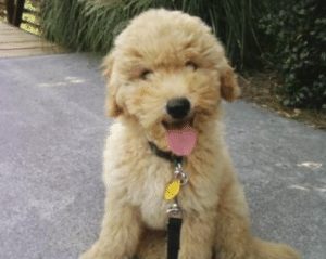 Top 5 Breeders Of Goldendoodle Puppies In Michigan 2021 We Love Doodles