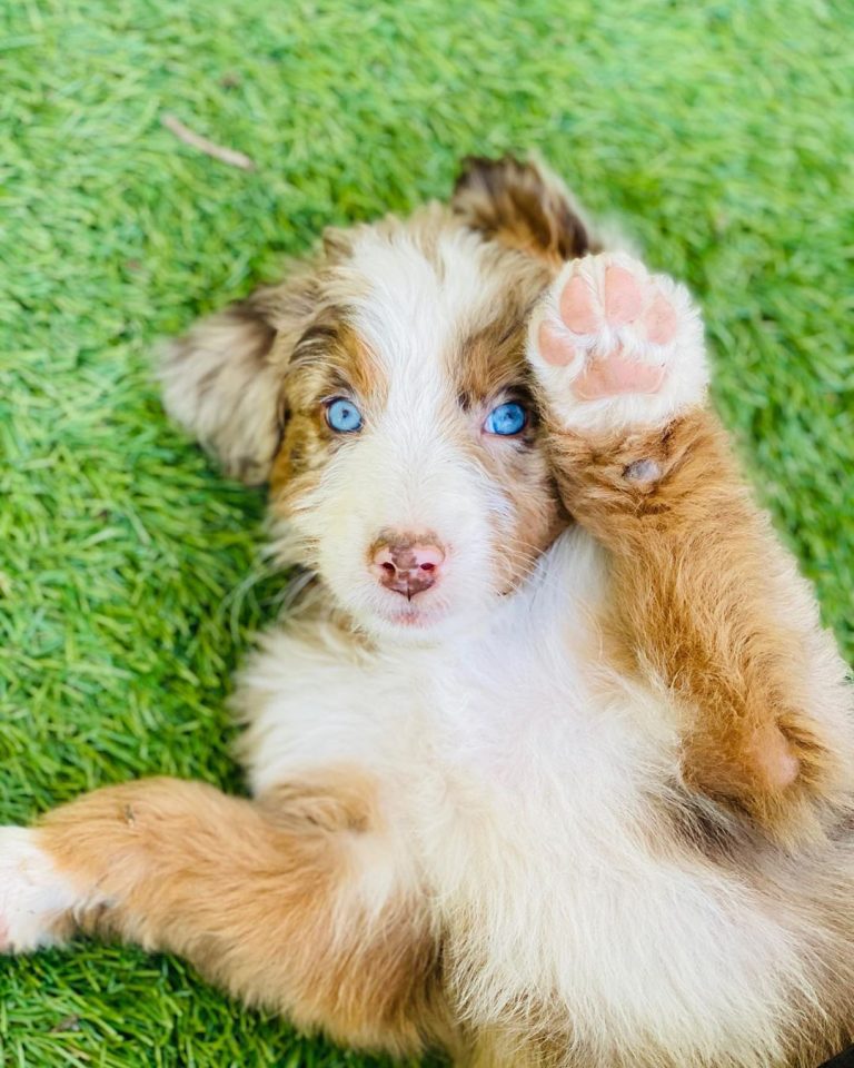 Best Aussiedoodle Generations (2023) F1, F1B, F1BB, F2, F2B, F3 We