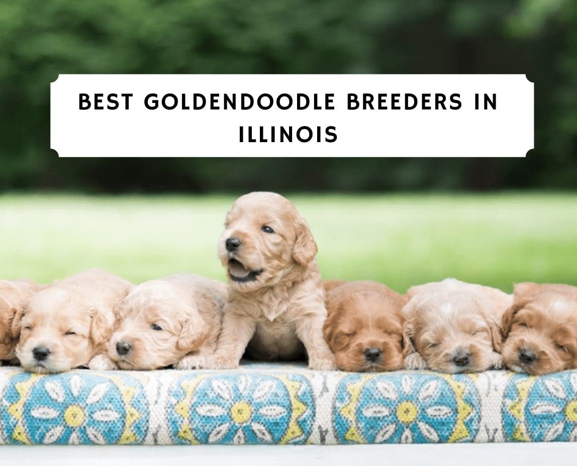 Best 6 Goldendoodle Breeders In Illinois 2021 We Love Doodles