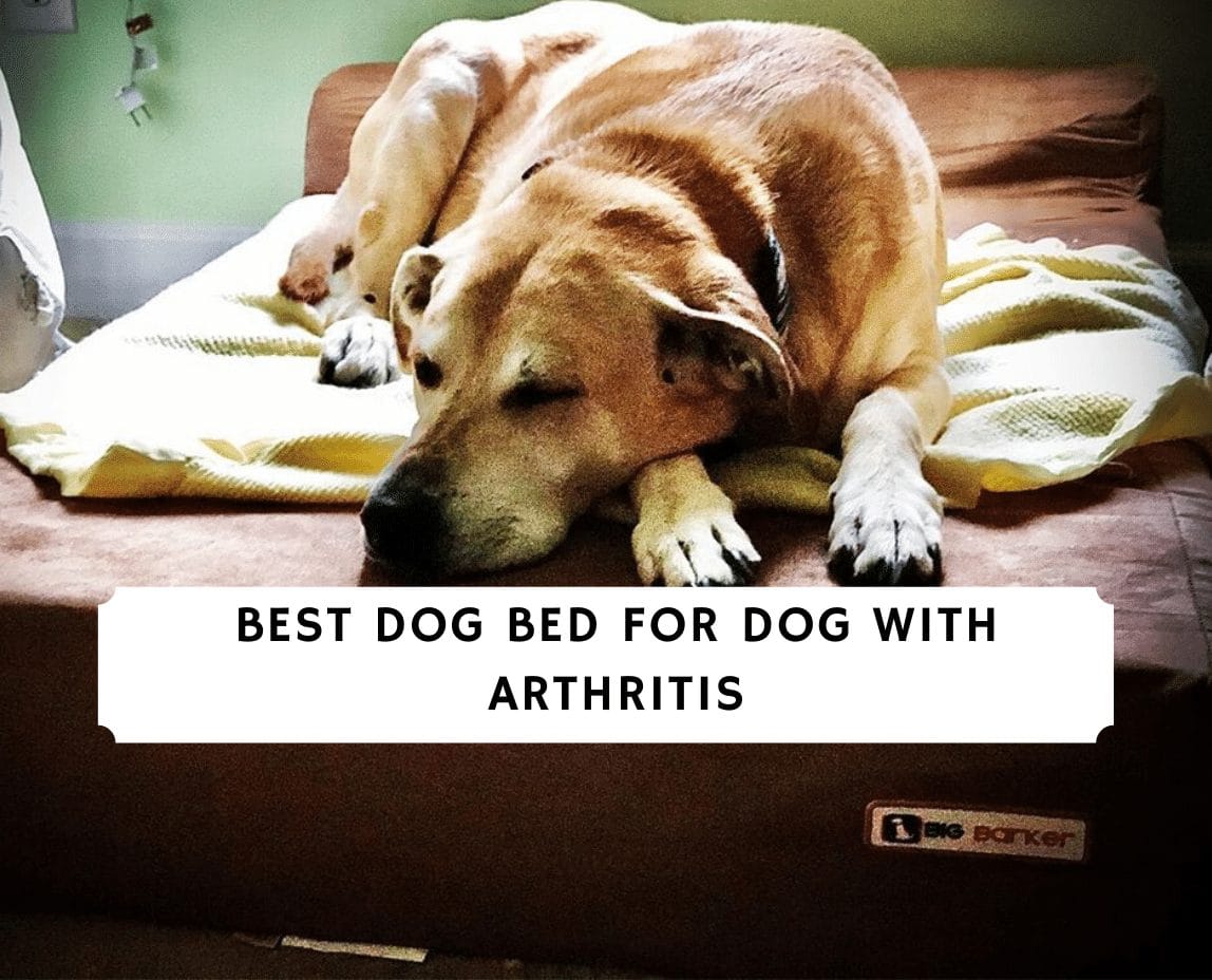 what is the best bed for a dog with arthritis