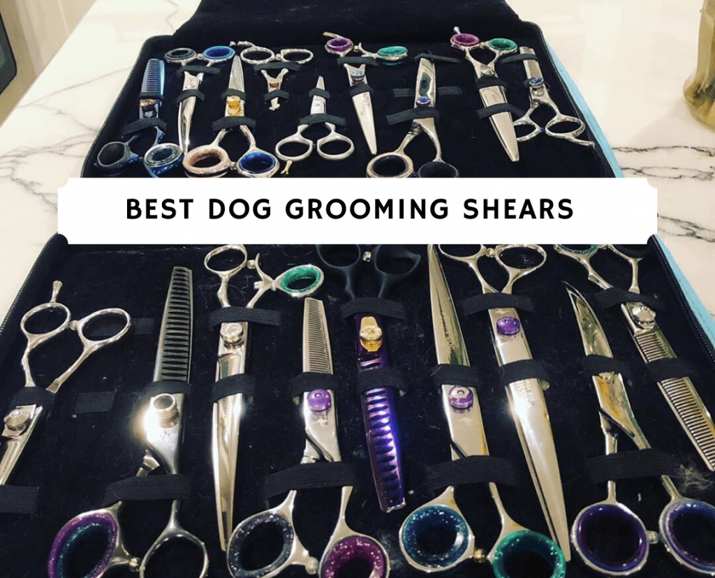 best professional grooming shears