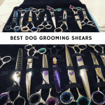 best dog grooming shears