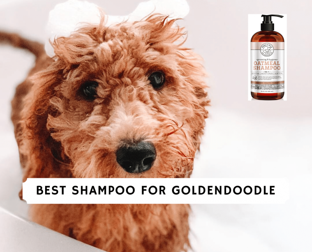 best shampoo for goldendoodle dogs