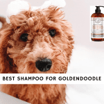 best shampoo for goldendoodle