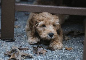 Top 5 Breeders Of Goldendoodle Puppies In Michigan 2021 We Love Doodles