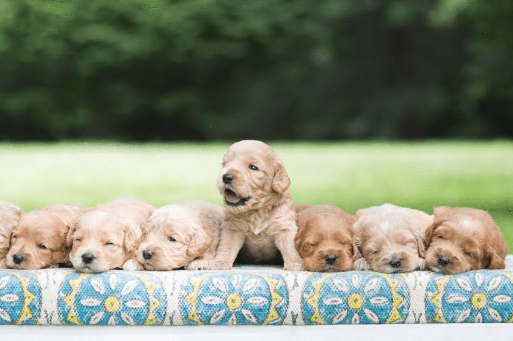 goldendoodle puppies midwest