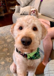 golden retriever poodle mix rescue