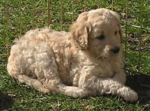 elite blend labradoodle puppies in california