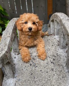 Best 6 Goldendoodle Breeders In Illinois 2021 We Love Doodles