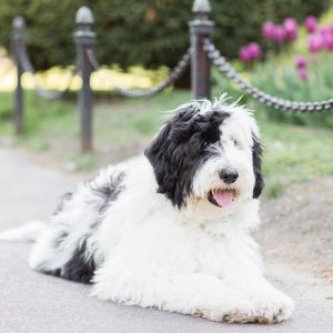 f1 sheepadoodle breeders