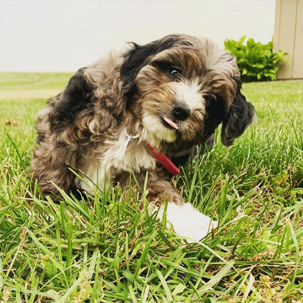 Best Aussiedoodle Generations (2023) - F1, F1B, F1BB, F2, F2B, F3 - We ...