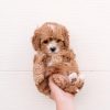 Best Cavapoo Generations - F1, F1B, F1BB, F2, F2B, F3! - We Love Doodles