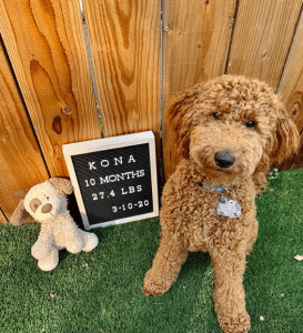 how much should my goldendoodle weigh