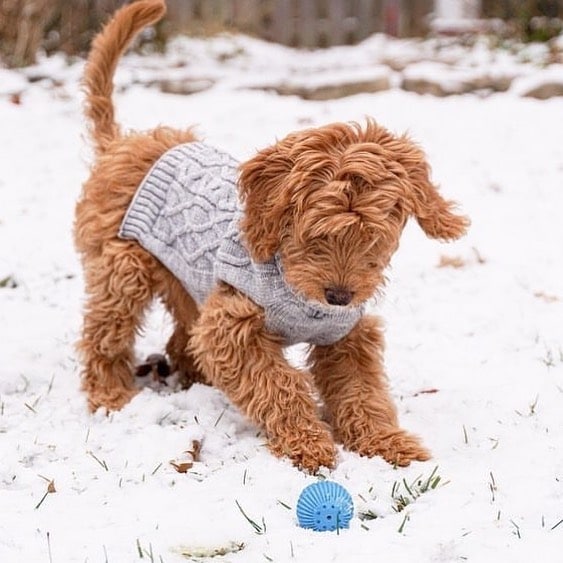 Pet Qwerks Babble Ball Review (2020) - Talking Toys! 3 goldendoodle interacting with babble ball