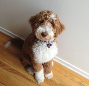 Best 6 Goldendoodle Breeders in Illinois (2021) - We Love Doodles