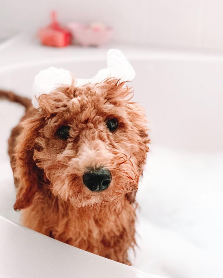 The 8 Best Shampoo for Goldendoodles! (2024) We Love Doodles