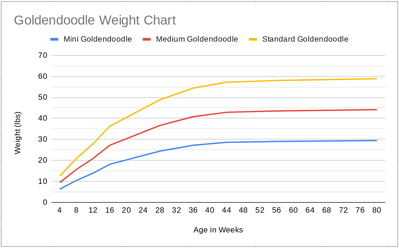 When is a Goldendoodle Full Grown? (2023) We did the math! We Love