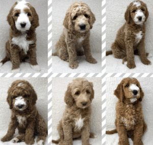 goldendoodle akc breeders