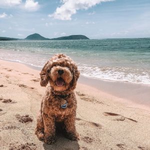 Top 6 Labradoodle Breeders In California 2021 We Love Doodles