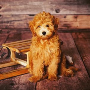 lakeview goldendoodle