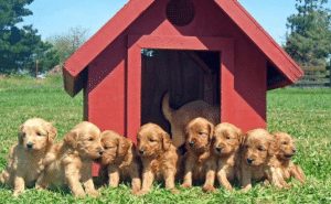 Love A Labradoodle Breeder in Kalifornien