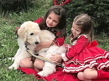 made for TV goldendoodle breeder texas