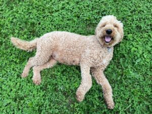 7 Best Goldendoodle Breeders In California 2021 We Love Doodles