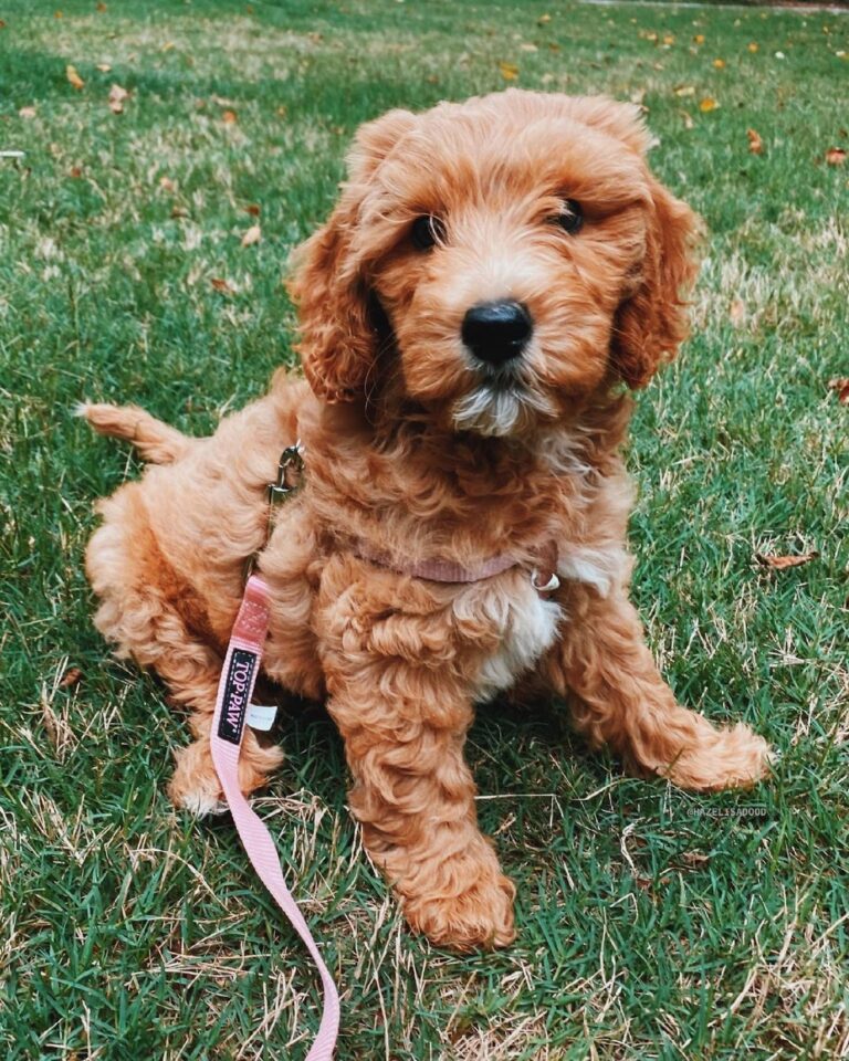 Top 7 Goldendoodle Breeders in Texas! (2023) We Love Doodles
