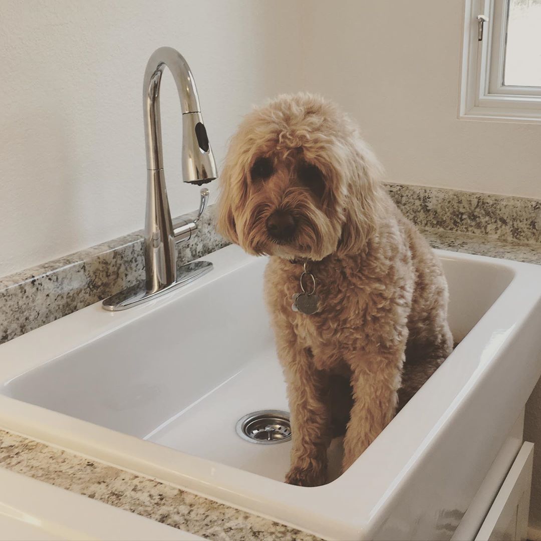 The 8 Best Shampoo for Goldendoodles! (2024) We Love Doodles
