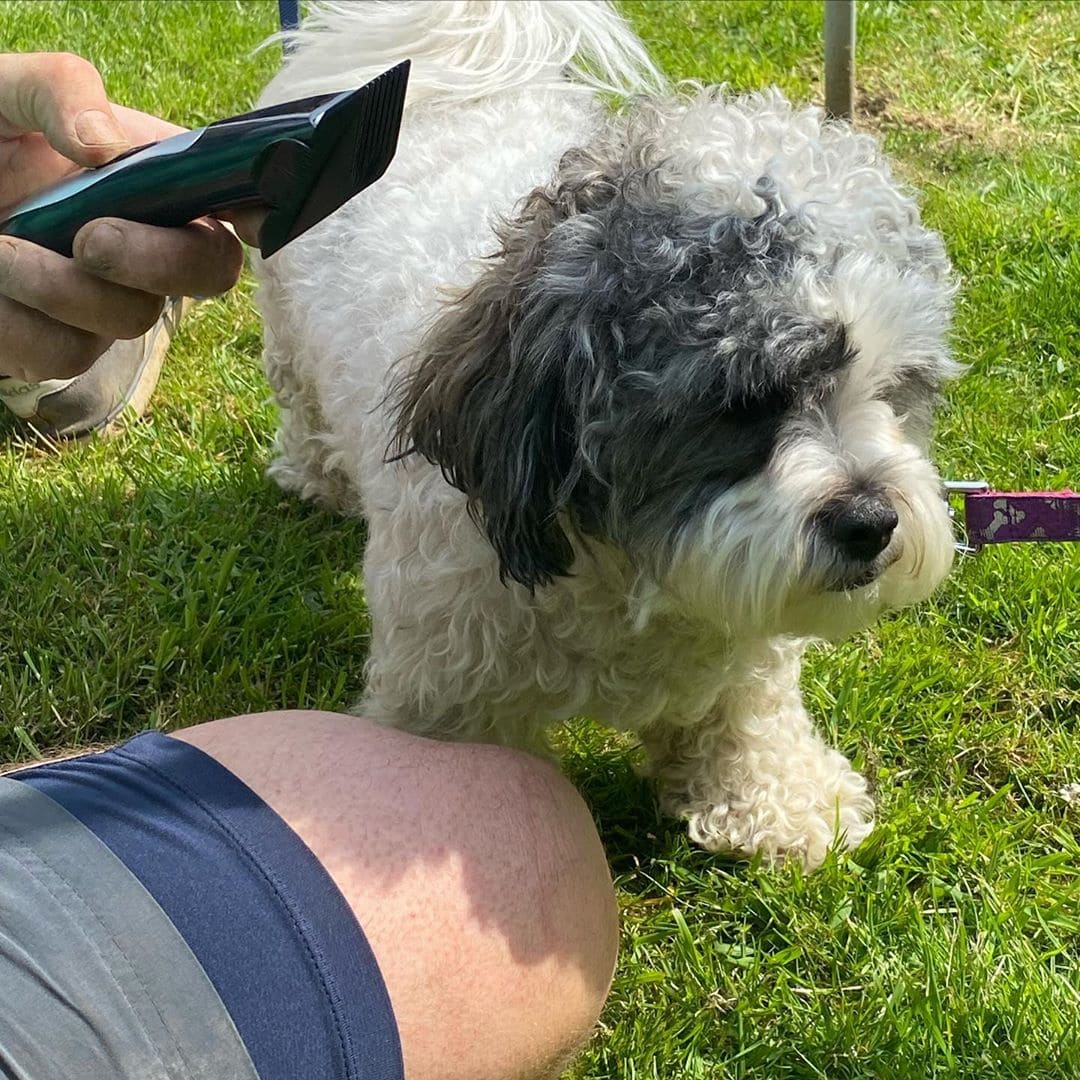 Best Quiet Dog Clippers (2023) - Silent grooming! - We Love Doodles