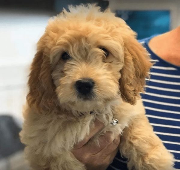 7 Best Goldendoodle Breeders in Ohio