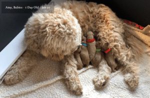 Top 6 Goldendoodle Breeders In Florida 2021 We Love Doodles