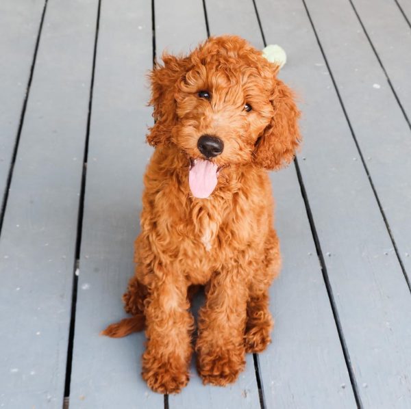 Doodle Breeds - We Love Doodles