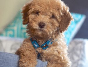 Top 5 Breeders Of Goldendoodle Puppies In Michigan 2021 We Love Doodles