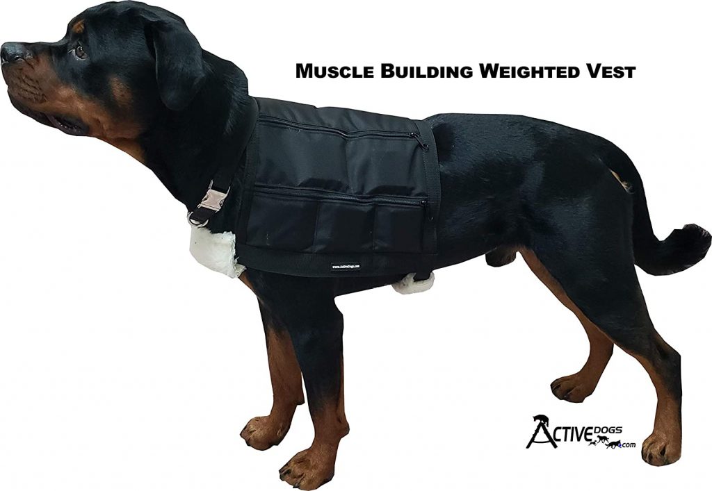 Best Weighted Vest for Dogs (2023) Top 6 Picks! We Love Doodles