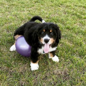 Best Bernedoodle Breeders In Ohio Top 5 Picks 2021 We Love Doodles