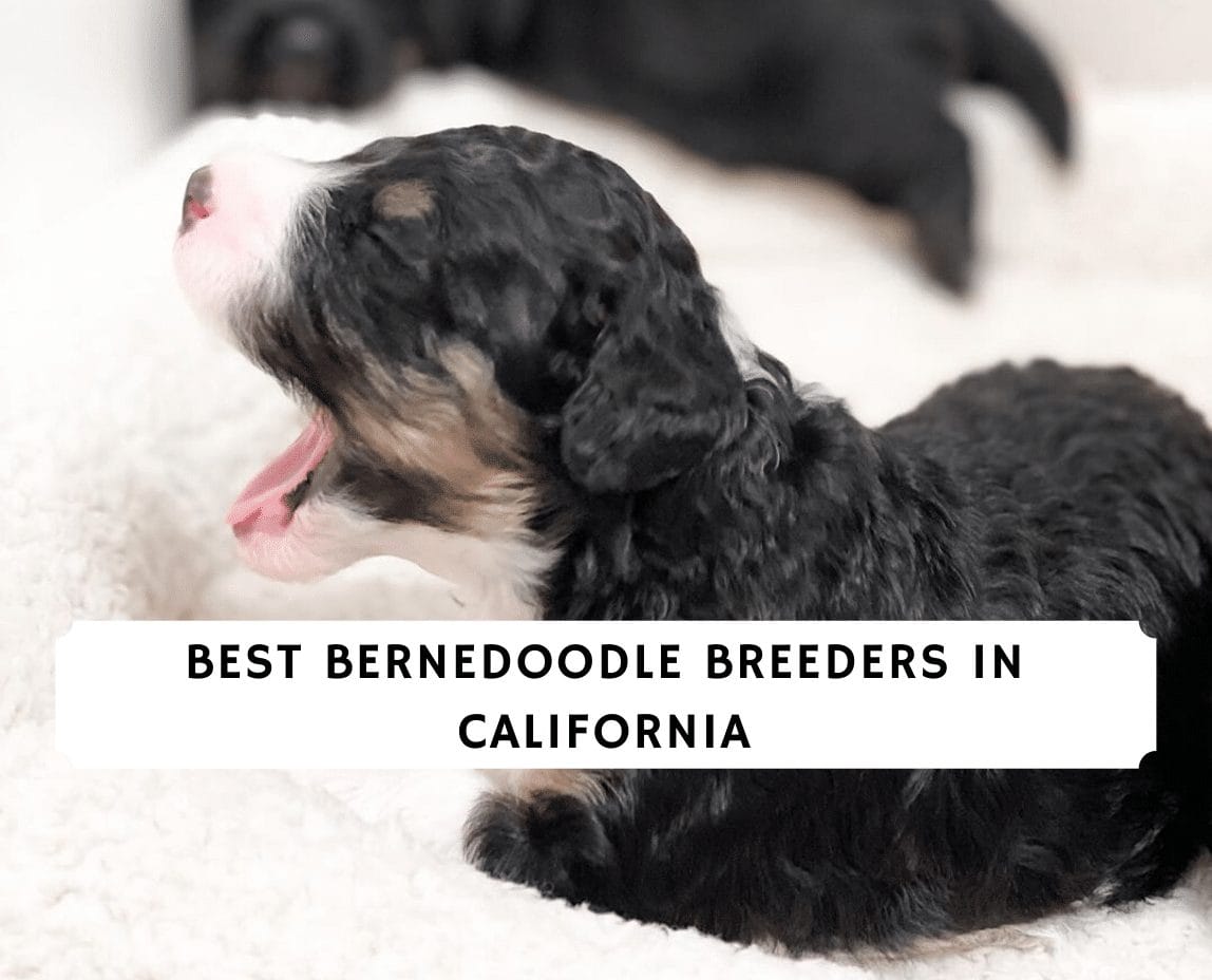 Best Bernedoodle Breeders In California Top 5 2021 We Love Doodles